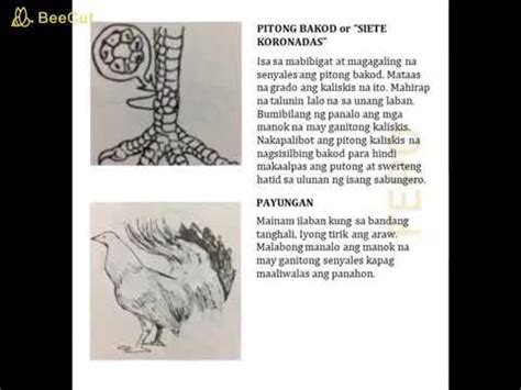 senyales calendar ng manok panabong|12 Senyales sa Kaliskis Ng Manok Panabong .